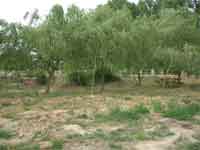 Merendero